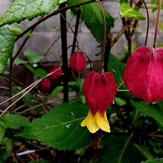 ウキツリボク（花）の写真