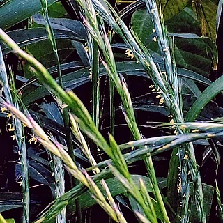 ネズミムギ（花）の写真