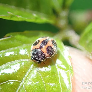モンクチビルテントウ（成虫）の写真