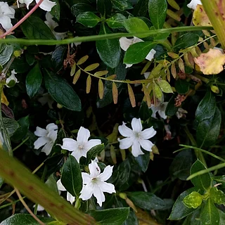 ハクチョウゲ（花）の写真