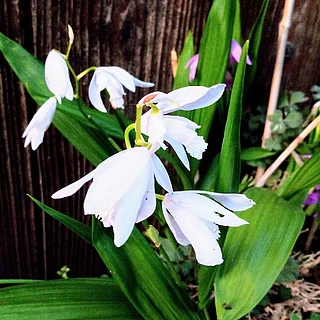 シロバナシラン（花）の写真