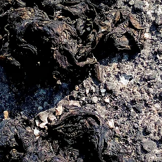 イシクラゲ（花・実以外）の写真