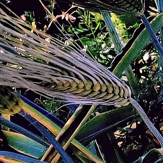 エンマーコムギ（実・種子）の写真