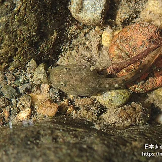 カジカガエルの写真