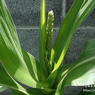 トウモロコシ（花）の写真