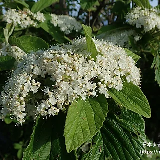 ガマズミ属（花）の写真