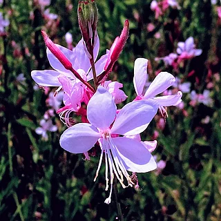 ハクチョウソウ（花）の写真
