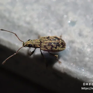 Lepidepistomodes属（成虫）の写真