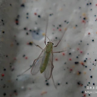 ユスリカ科の写真
