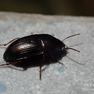 オサムシ科（成虫）の写真