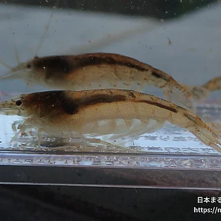 トゲナシヌマエビ（成体）の写真