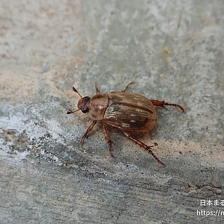 セマダラコガネ（成虫）の写真