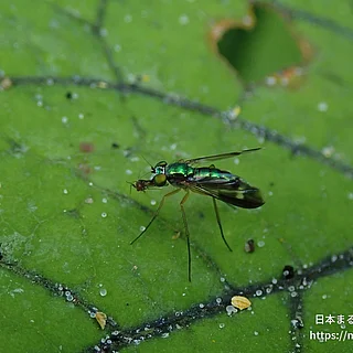 マダラホソアシナガバエ（成虫）の写真