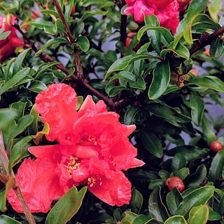 ザクロ（花）の写真