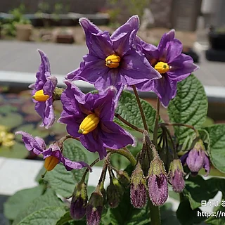 ジャガイモ（花）の写真