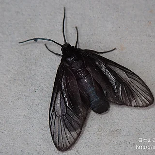 ウメスカシクロバ（成虫）の写真