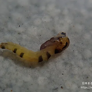 ツヤユスリカ属の写真