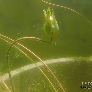 ヒツジグサ（実・種子）の写真