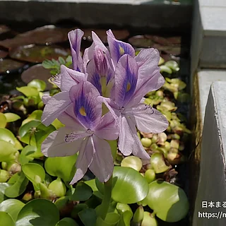 ホテイアオイ（花）の写真