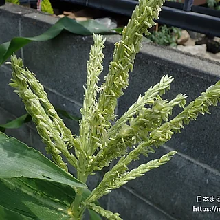 トウモロコシ（花）の写真