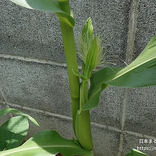 トウモロコシ（花）の写真
