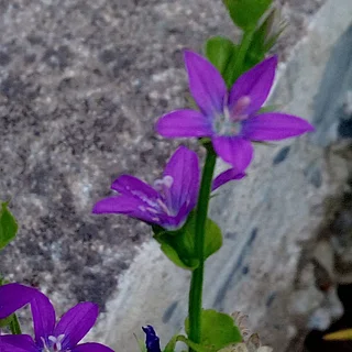 キキョウソウ（花）の写真
