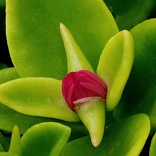 ハナヅルソウ（花）の写真