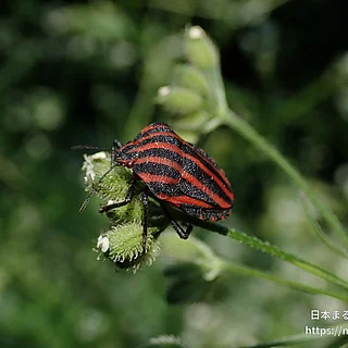 アカスジカメムシ（成虫）の写真