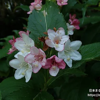 ハコネウツギ（花）の写真