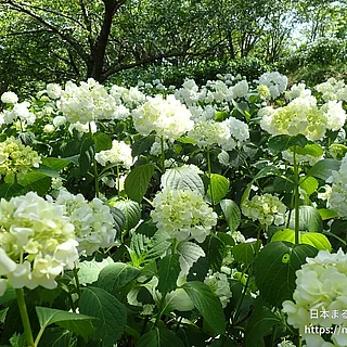 アジサイ（花）の写真