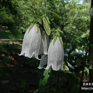 ホタルブクロ（花）の写真