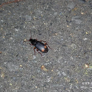 キボシアオゴミムシ（成虫）の写真