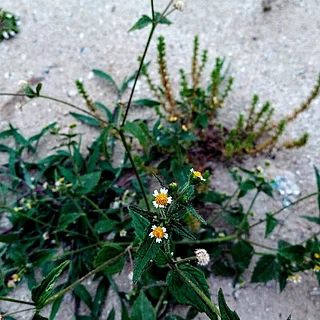 ハキダメギク（花）の写真