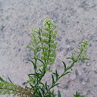 マメグンバイナズナ（花）の写真