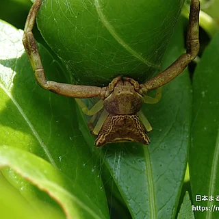 ガザミグモの写真