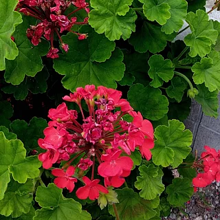 ハナテンジクアオイ（花）の写真