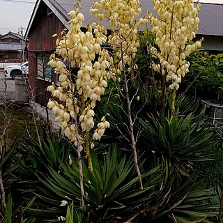 イトラン属（花）の写真