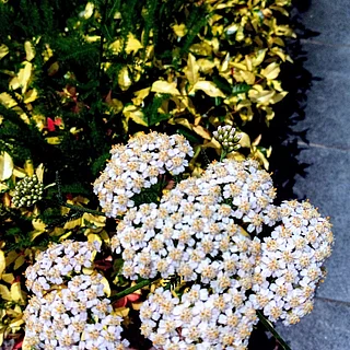ノコギリソウ（花）の写真
