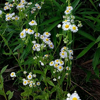 ヒメジョオン（花）の写真