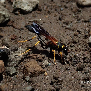 アメリカジガバチ（成虫）の写真