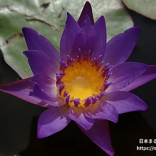 ティナ（花）の写真