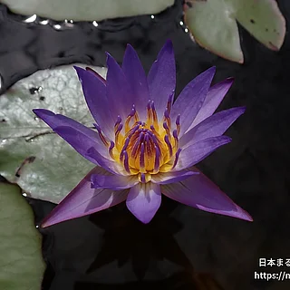ティナ（花）の写真