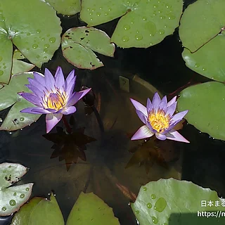 ティナ（花）の写真