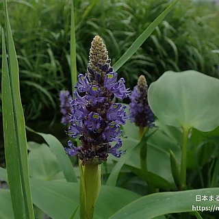 ナガバミズアオイ（花）の写真