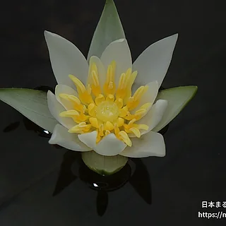 ヒツジグサ（花）の写真