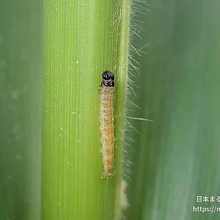 Ostrinia属の写真