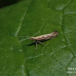 コナガ（成虫）の写真