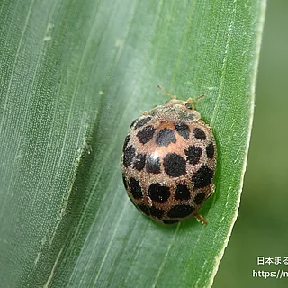 オオニジュウヤホシテントウ（成虫）の写真