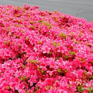 サツキ（花）の写真