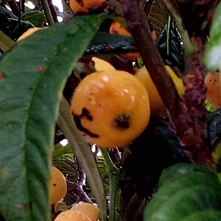 ビワ（実・種子）の写真